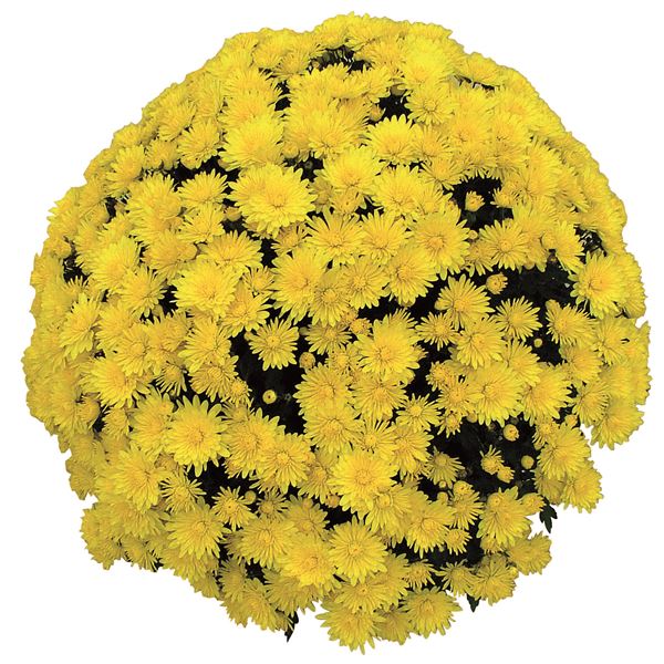 VENT DES ALPES JAUNE ®